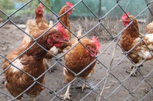 Nov Mlny, Hhner im Nachbarhaus